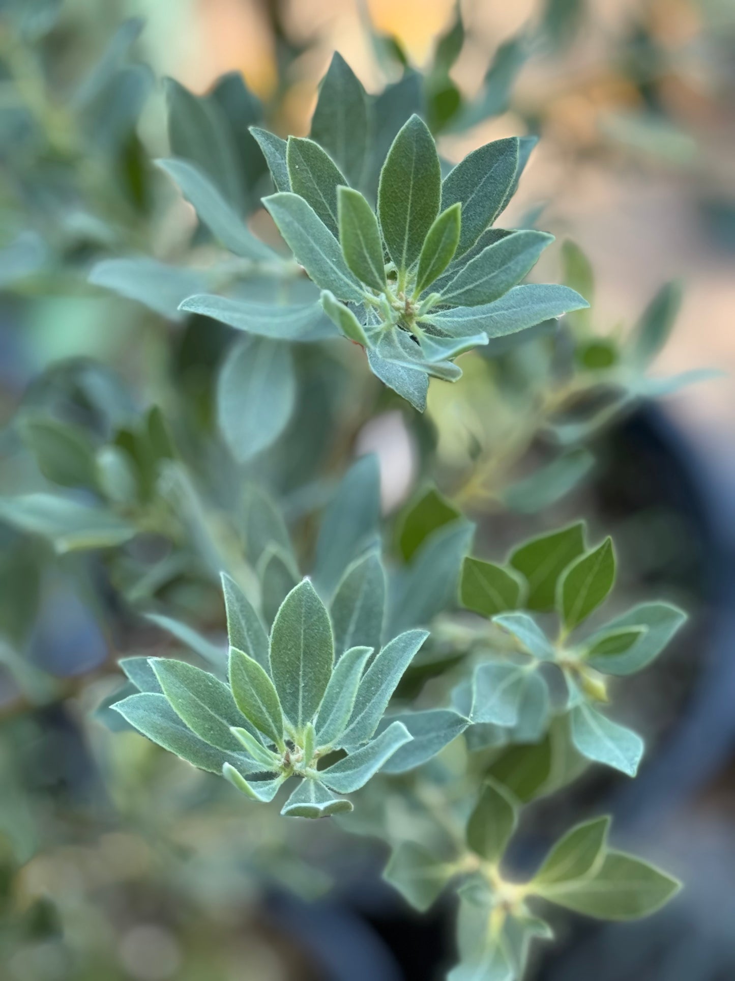Arctostaphylos columbiana x nevadensis 'Ramona'