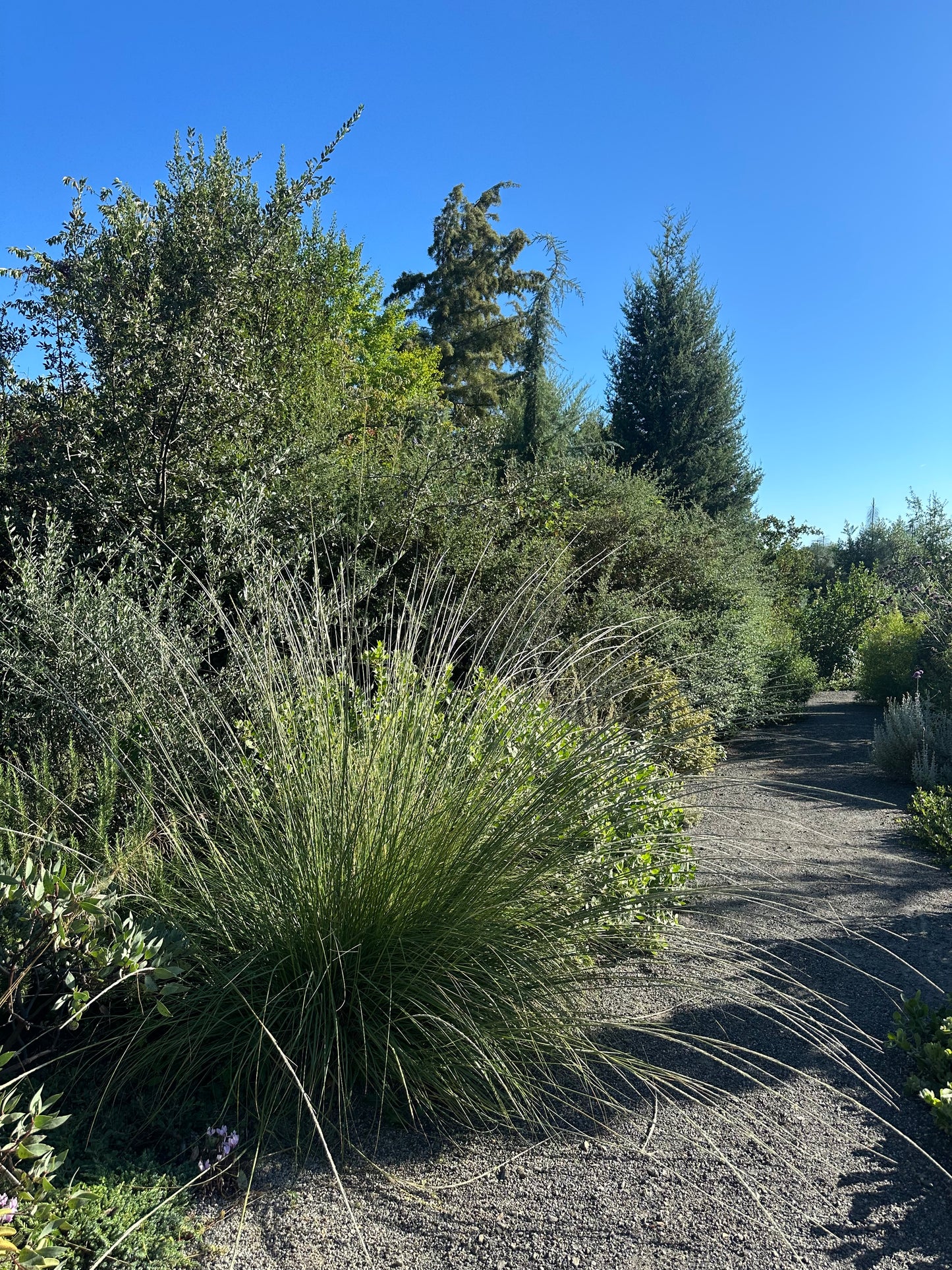 *RETAIL - Muhlenbergia rigens