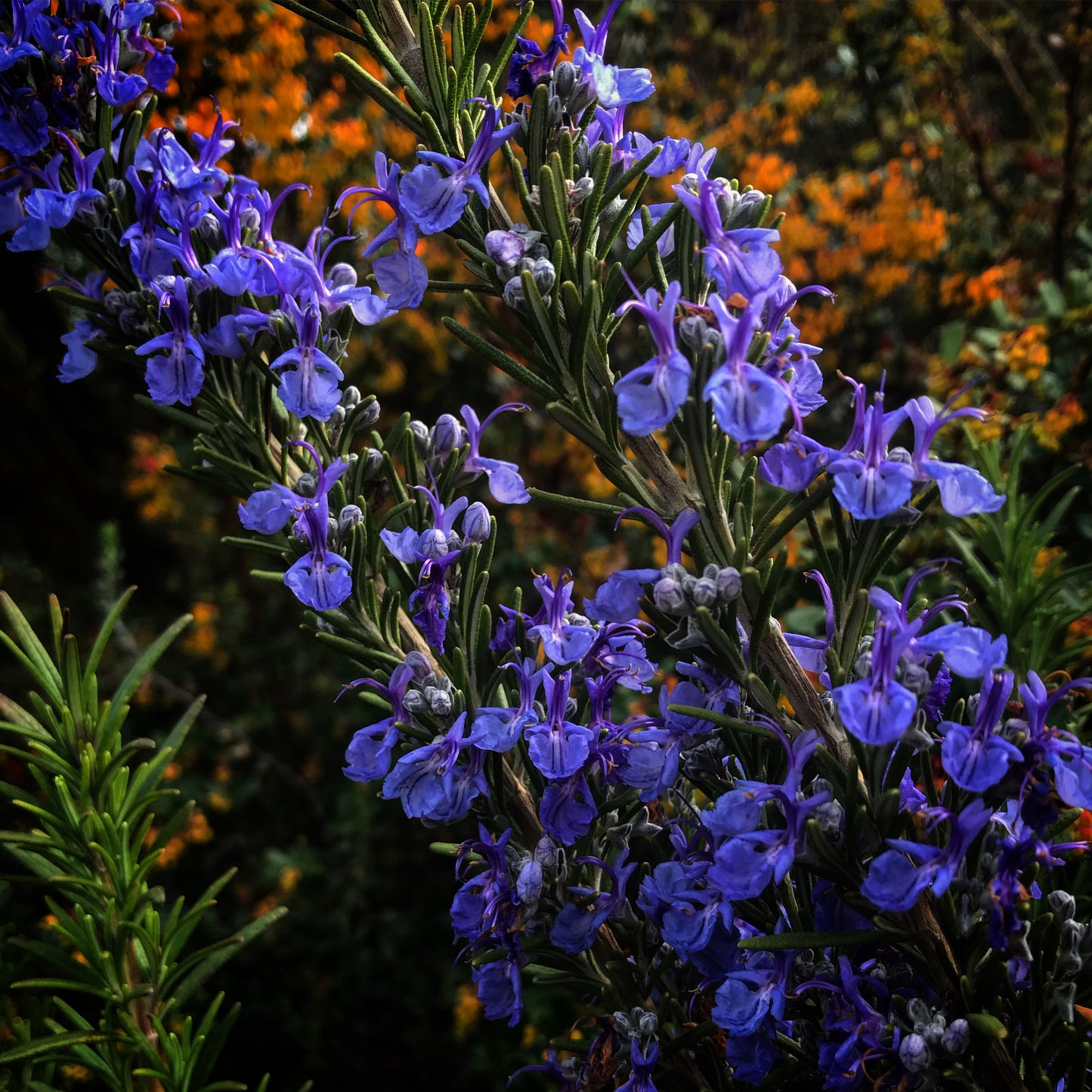 Rosmarinus 'Mrs. Reed's Dark Blue'