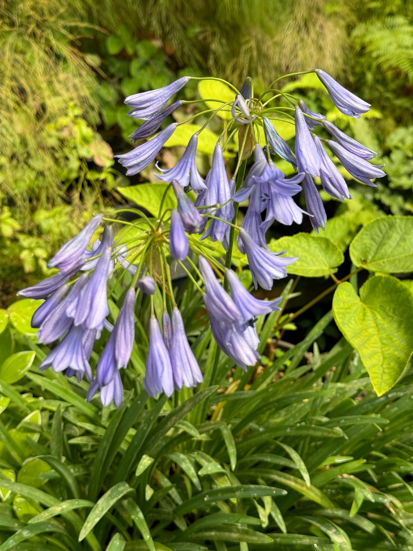 Agapanthus 'Midnight Blue'