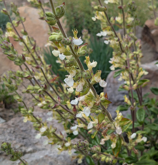 *RETAIL - Teucrium flavum