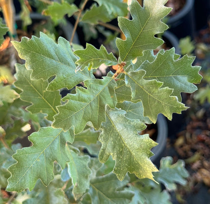 *RETAIL - Quercus lobata