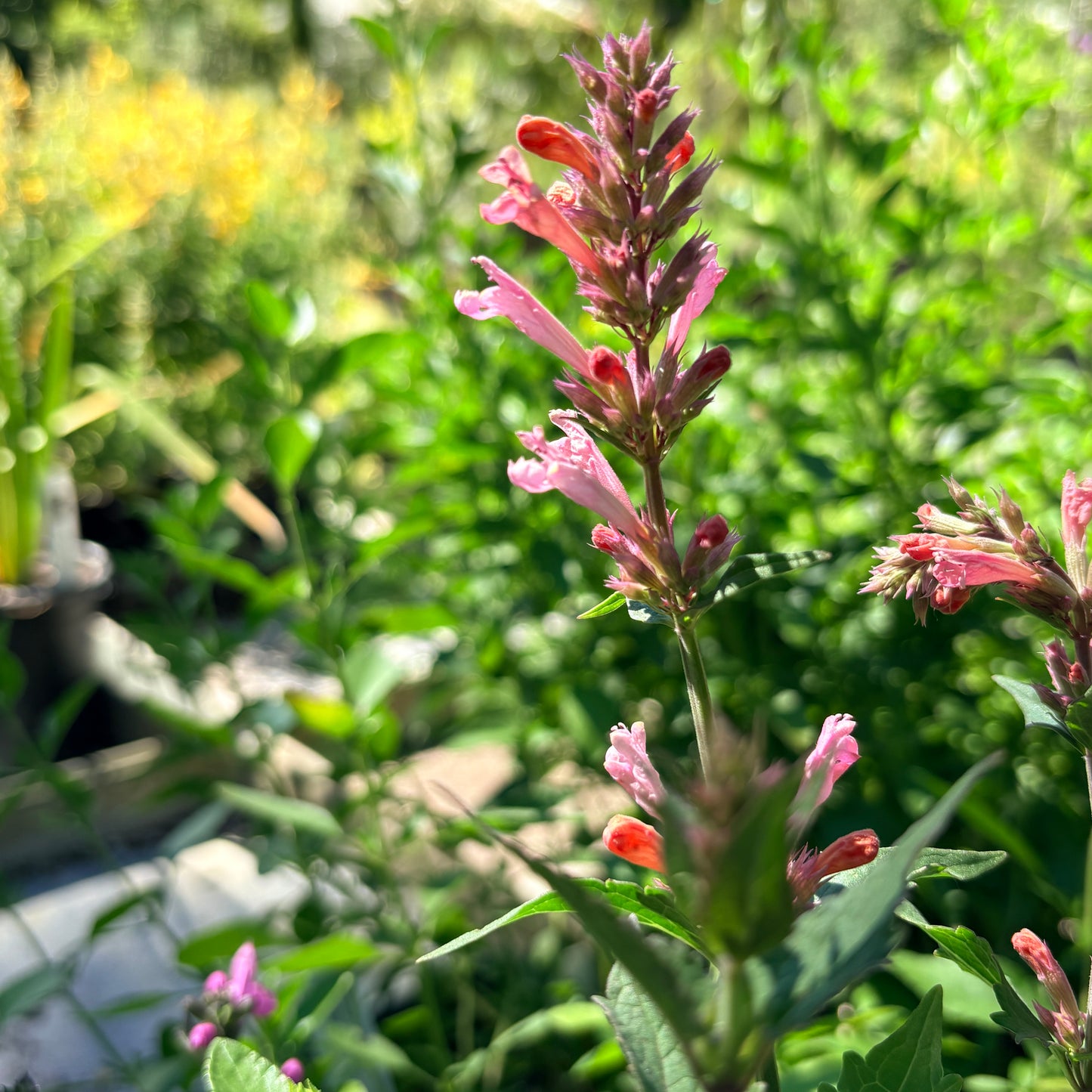 *RETAIL - Agastache 'Pink Pearl'