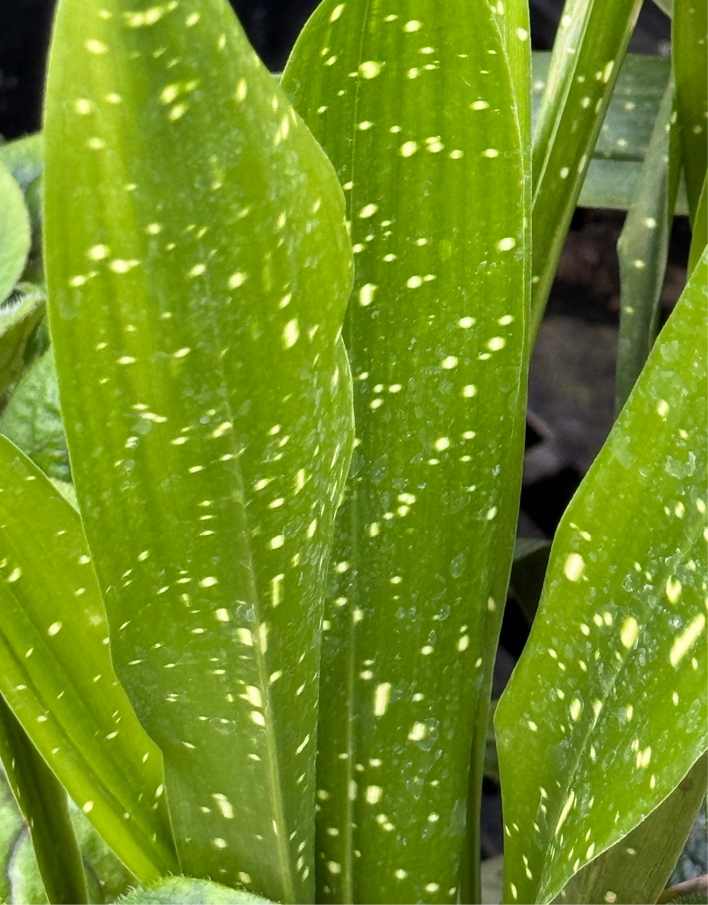 Aspidistra lurida 'Ginga'