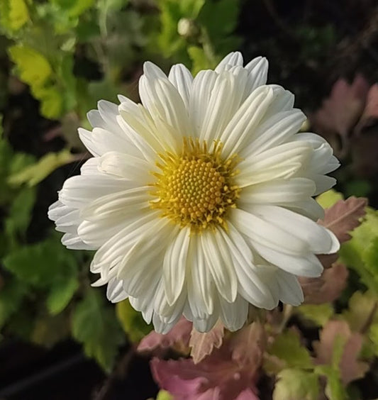 *RETAIL - Chrysanthemum morifolium 'Bo Ju Hua'