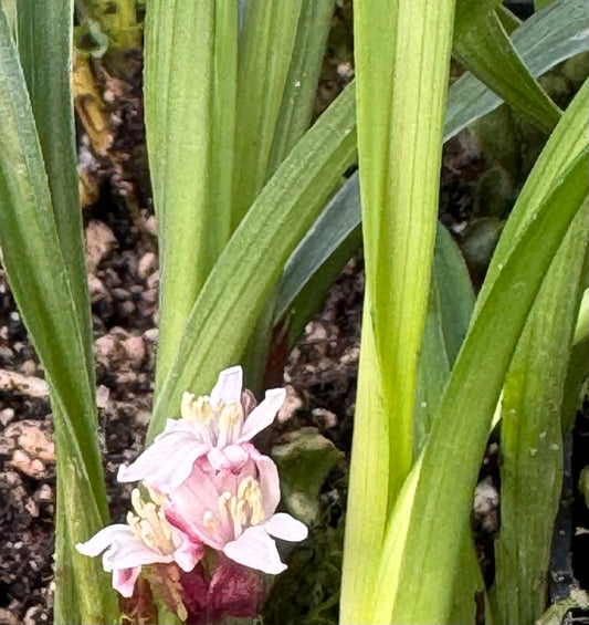 Reineckea incurva BSWJ 1829