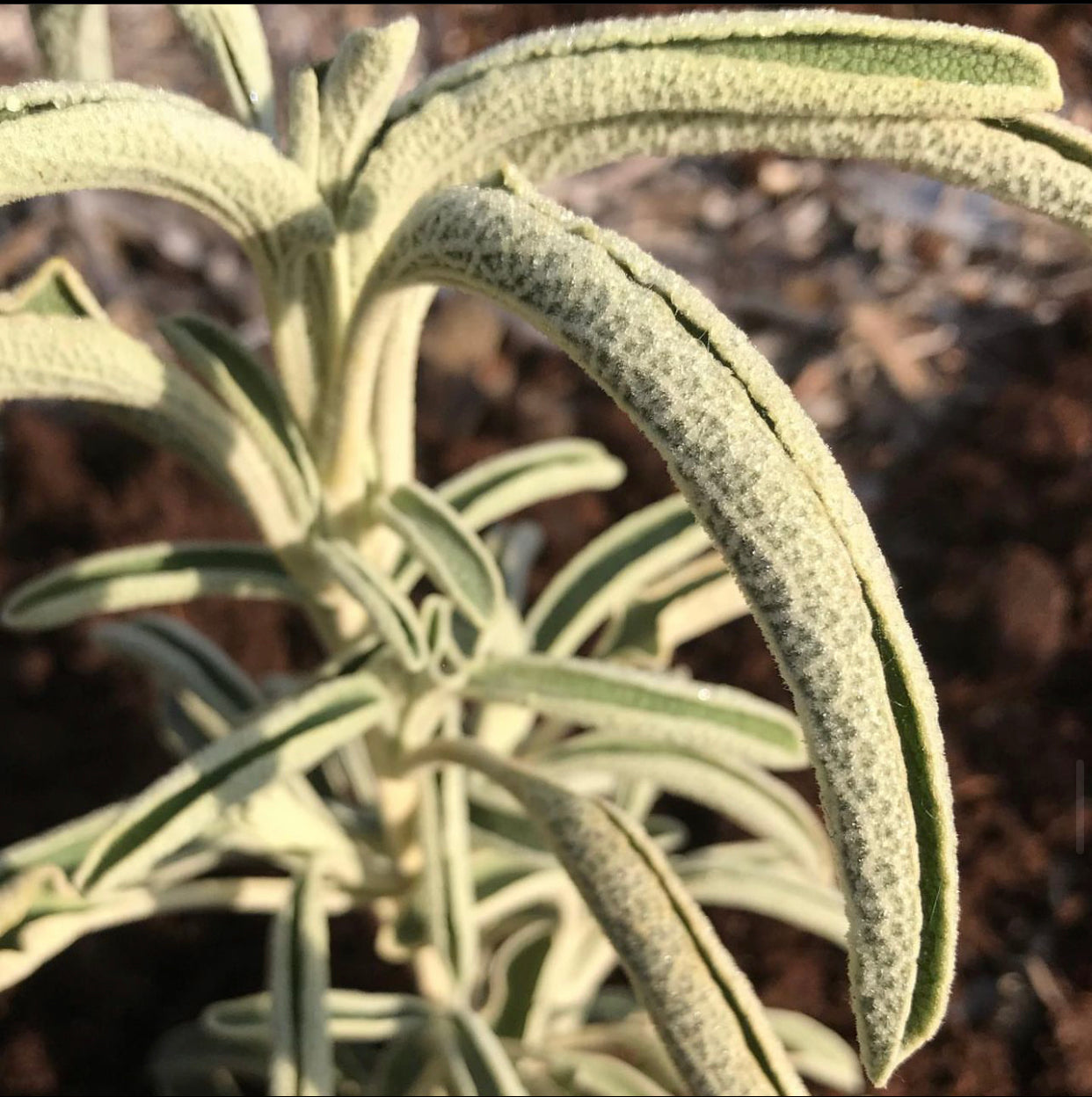 *RETAIL - Phlomis angustifolia 'Toob'