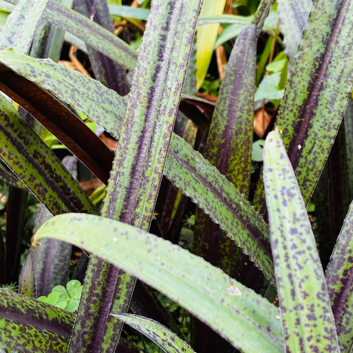 Eucomis 'Dark Star'