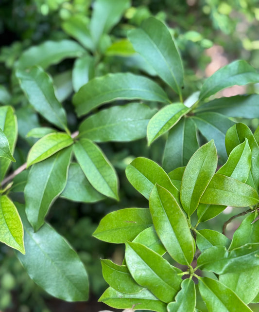 *RETAIL - Magnolia insignis