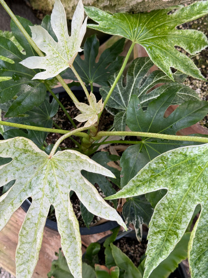 *RETAIL - Fatsia japonica ‘Tsumugi Shibori’