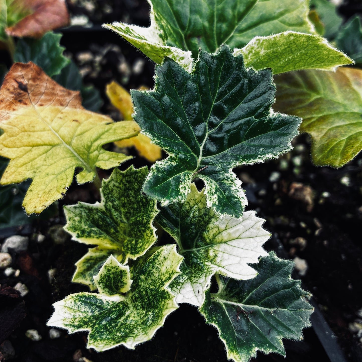 Acanthus 'Whitewater' PP23342