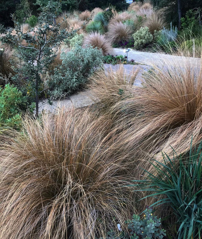 *RETAIL - Chionochloa rubra