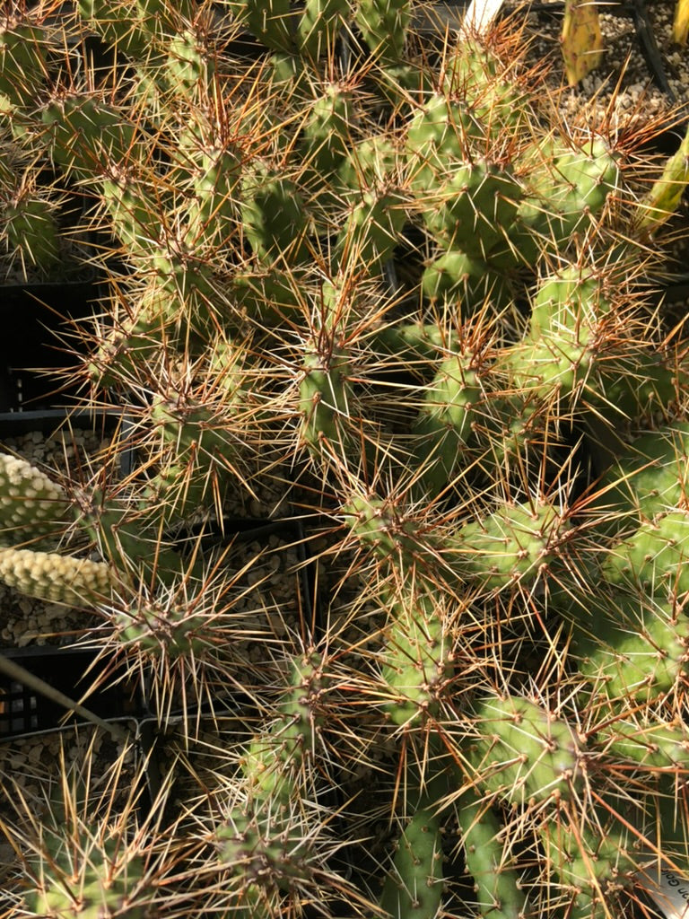 Opuntia fragilis 'Neon Gold' – Cistus Nursery