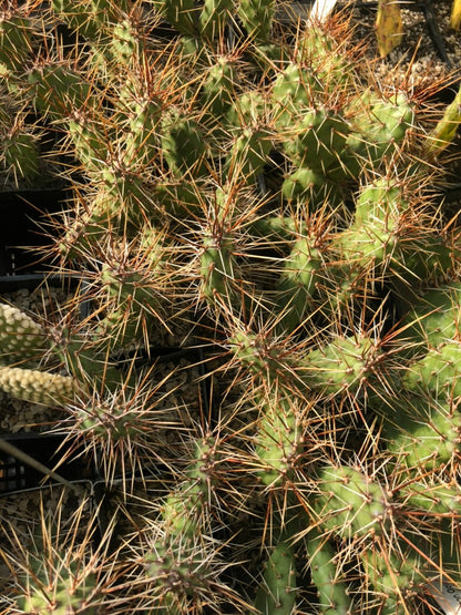 *RETAIL - Opuntia fragilis 'Neon Gold'