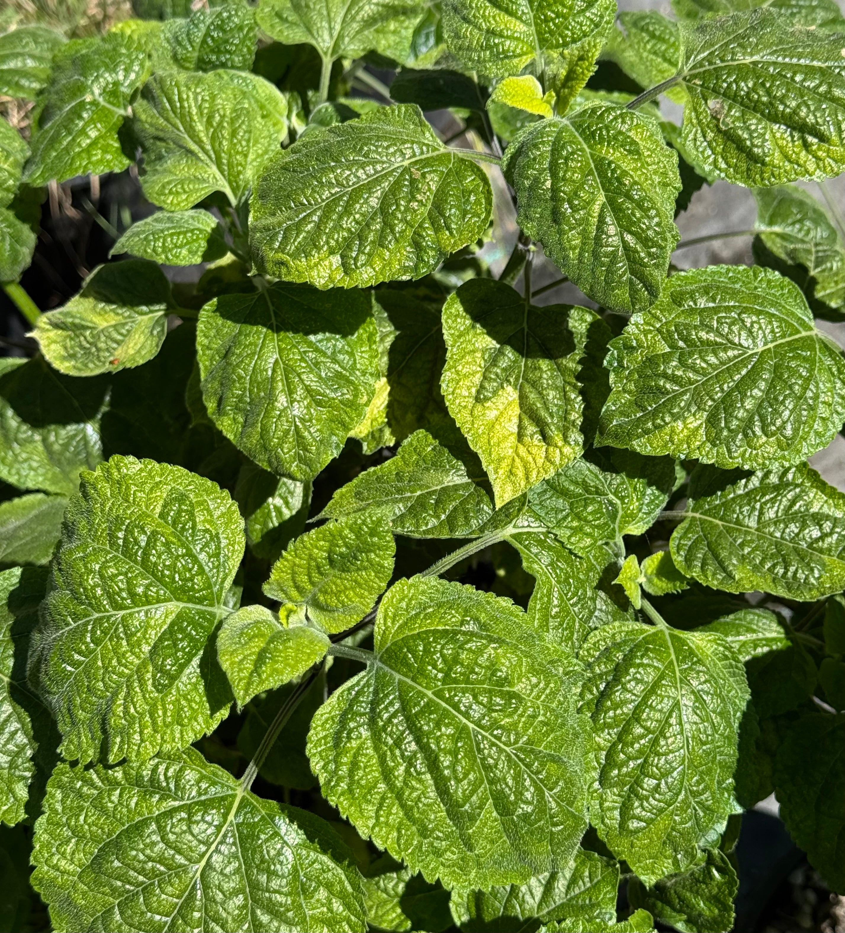Salvia　計28枚 Salvia mexicana 'Variegata' – Cistus Nursery