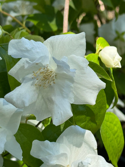 *RETAIL - Philadelphus 'Fallbrook'