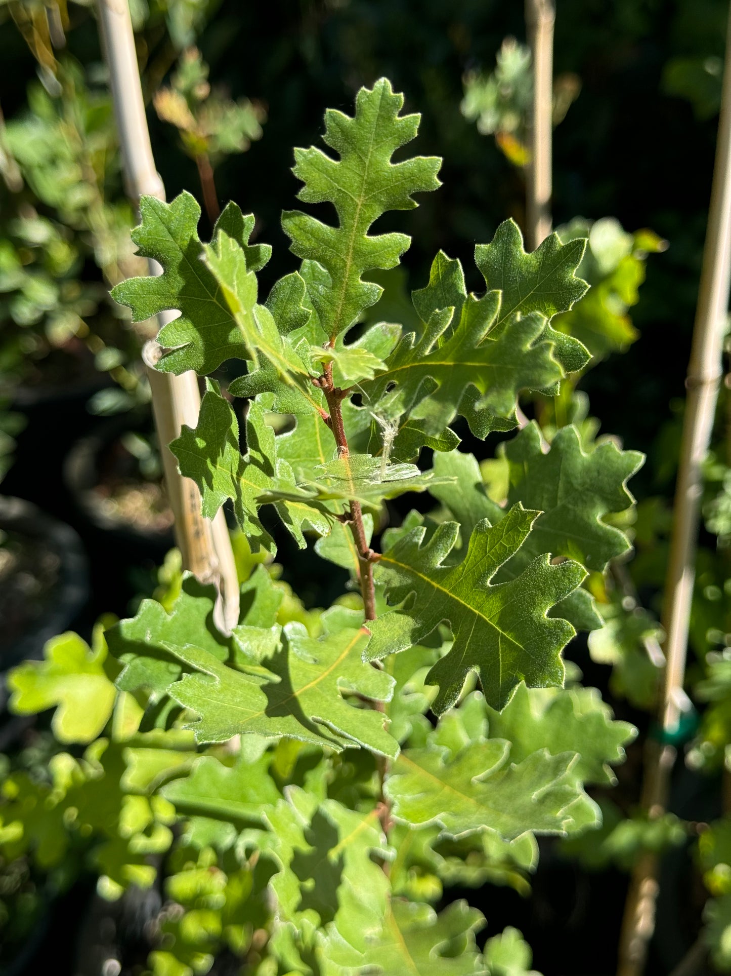 *RETAIL - Quercus lobata