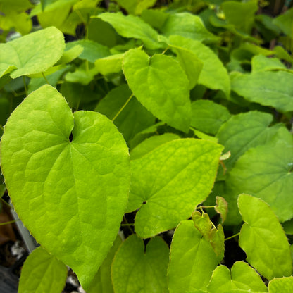*RETAIL - Epimedium x warleyense