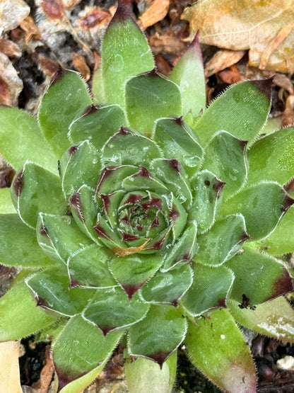 Sempervivum 'Purdy'