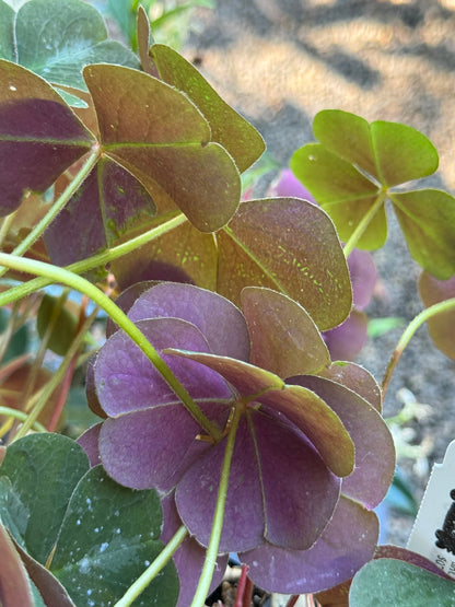 Oxalis oregana 'Klamath Ruby'