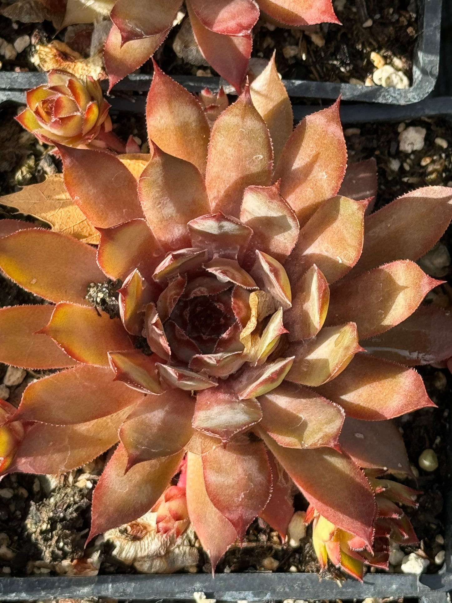 *RETAIL - Sempervivum 'Hybrid Globe'