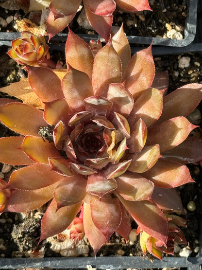 Sempervivum 'Hybrid Globe'