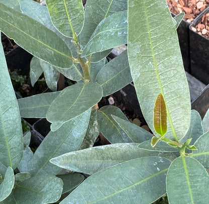 Umbellularia californica var. fresnensis [blue leaves]