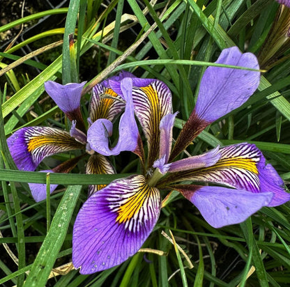 Iris unguicularis var. cretensis 'Kotsifou Gorge'