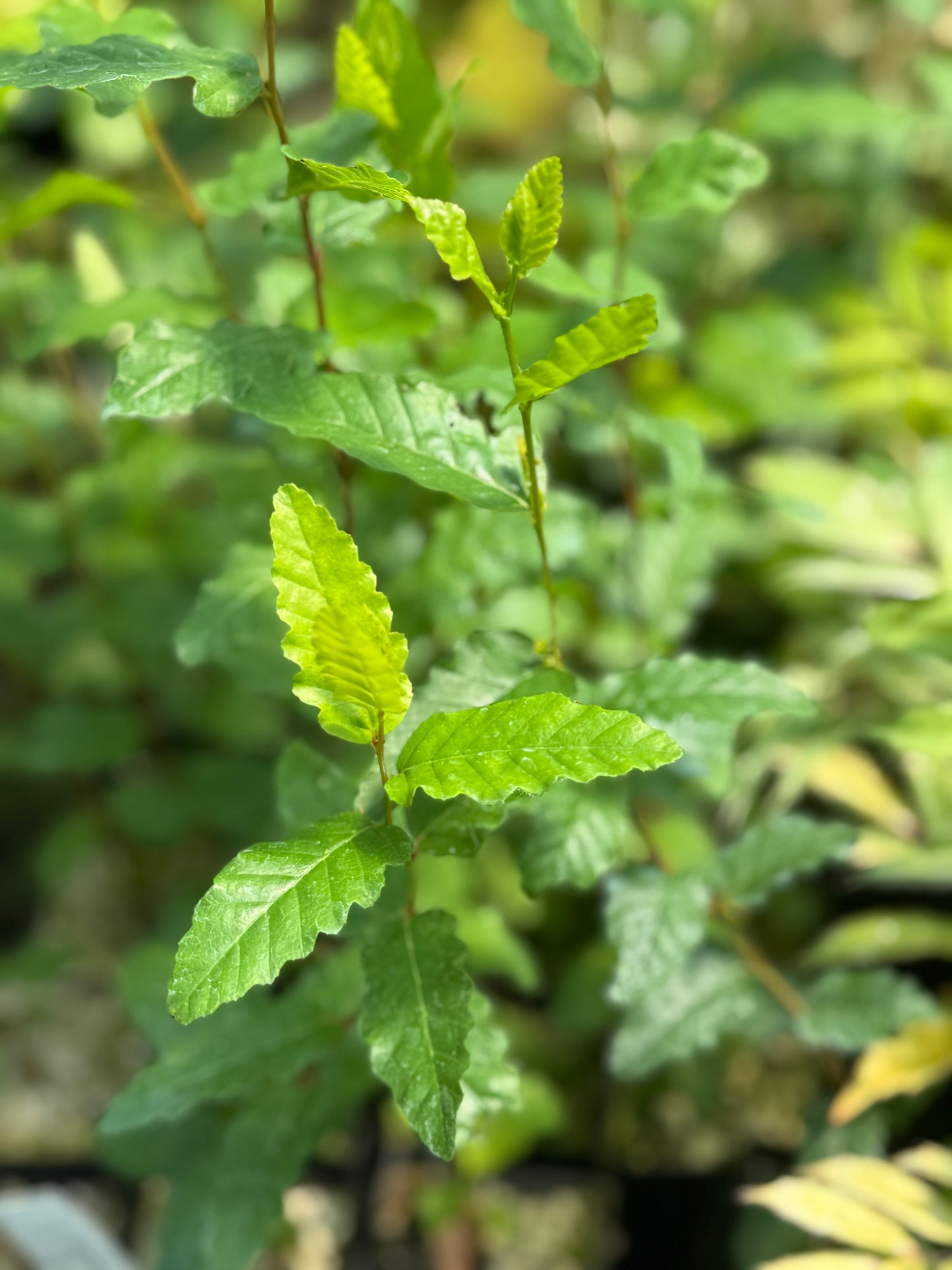 Nothofagus obliqua