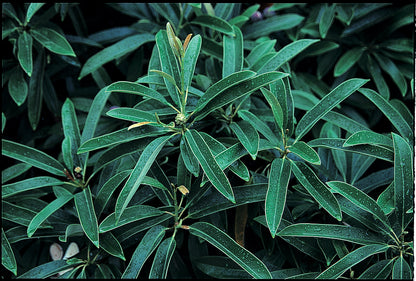 *RETAIL - Magnolia yunnanensis