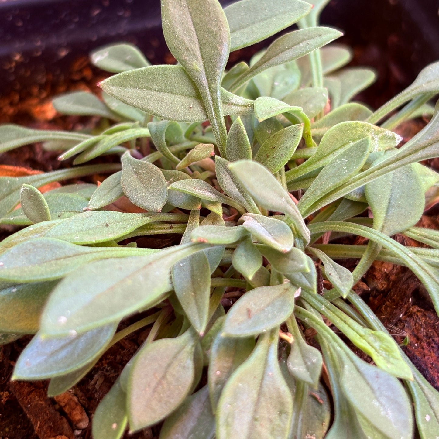 *RETAIL - Penstemon humilis
