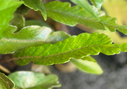 Pyrrosia lingua 'Variegata'