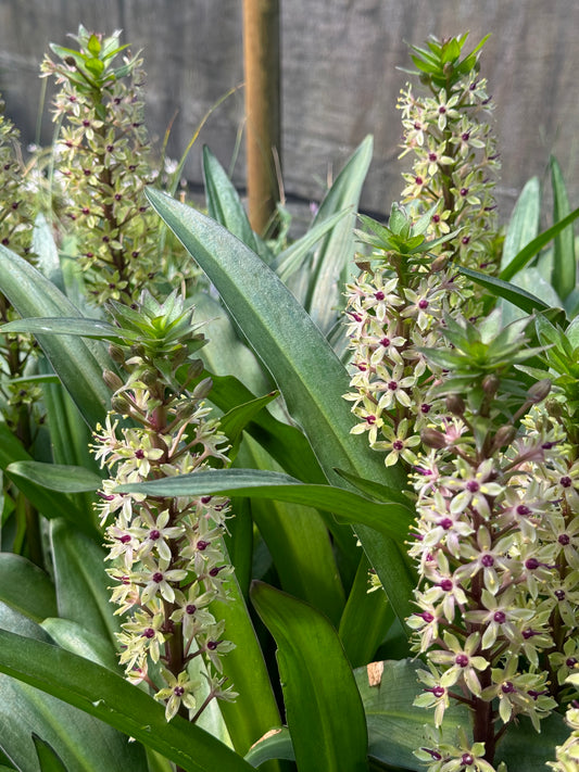 Eucomis comosa 'Tugela Ruby'