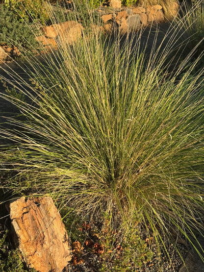 *RETAIL - Muhlenbergia dubia