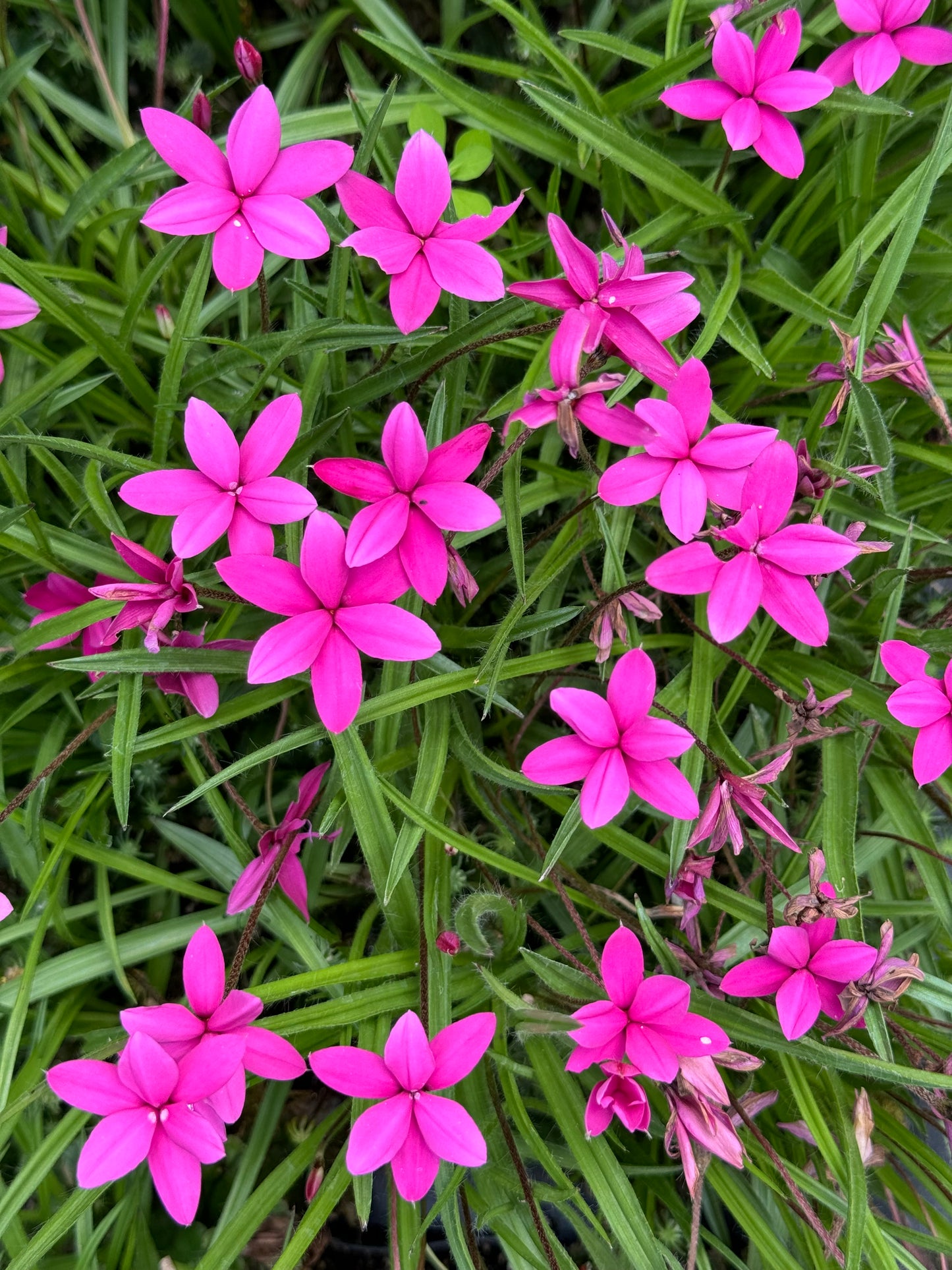 Rhodohypoxis baurii 'Tetra Red'