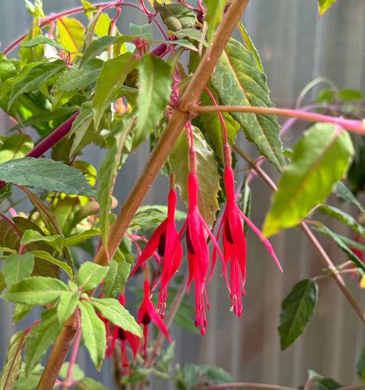 *RETAIL - Fuchsia magellanica 'Purple Mountain'