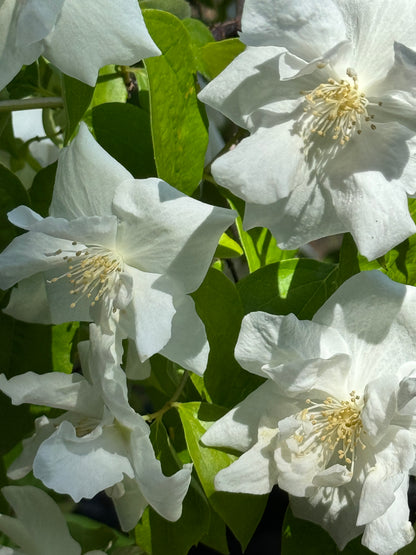 *RETAIL - Philadelphus 'Fallbrook'