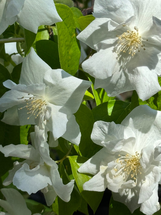 *RETAIL - Philadelphus 'Fallbrook'