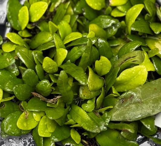 Lemmaphyllum microphyllum