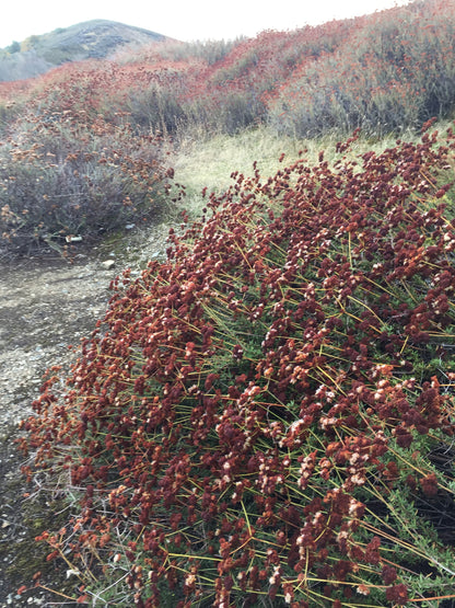 Eriogonum fasciculatum 23.0021