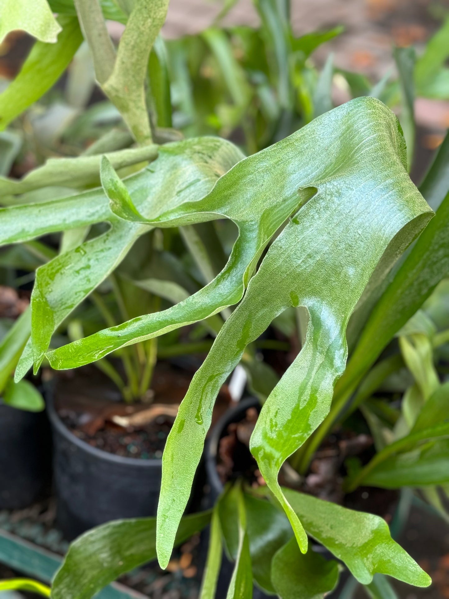 *RETAIL - Platycerium bifurcatum 'Netherlands'