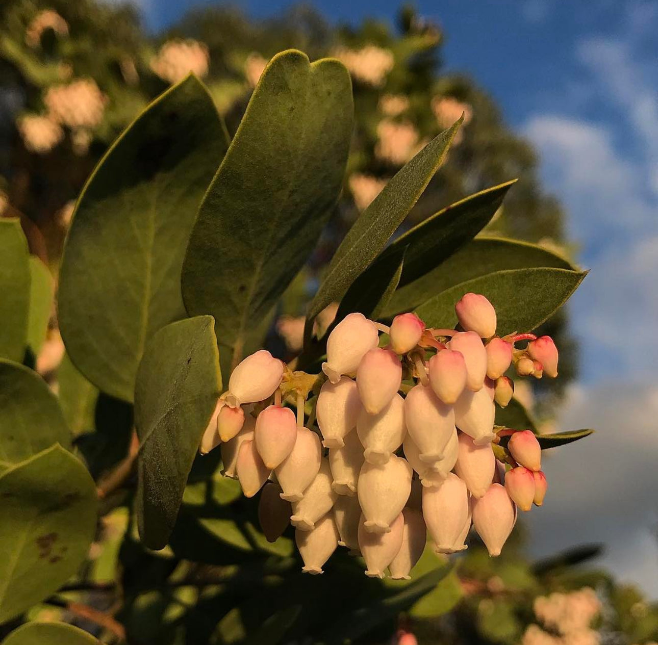 *RETAIL Arctostaphylos manzanita 'Dr. Hurd' Cistus Nursery