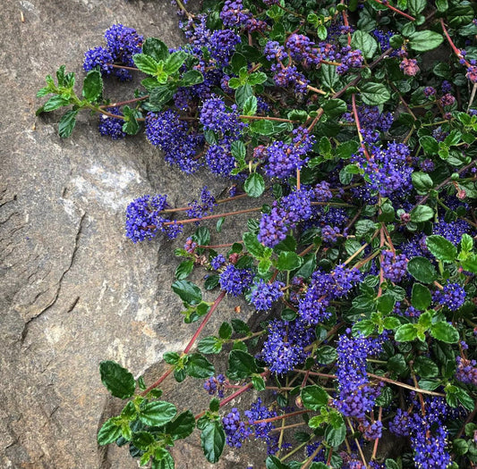 *RETAIL - Ceanothus foliosus var. vineatus 'Clepto'