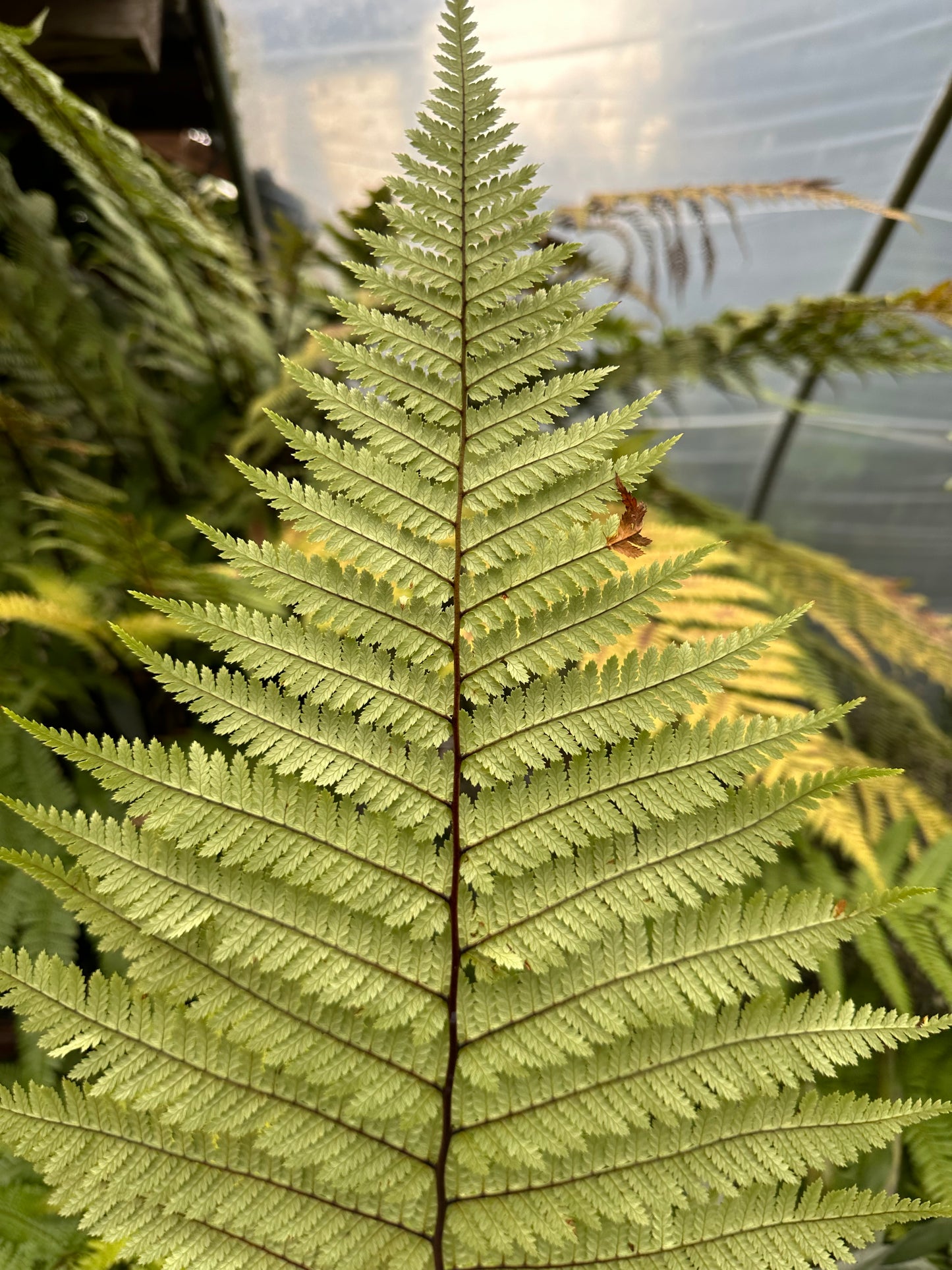 Dicksonia antarctica