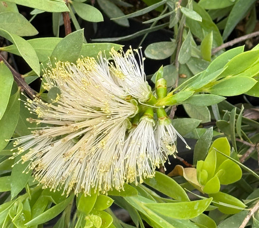 Callistemon 'White Anzac'