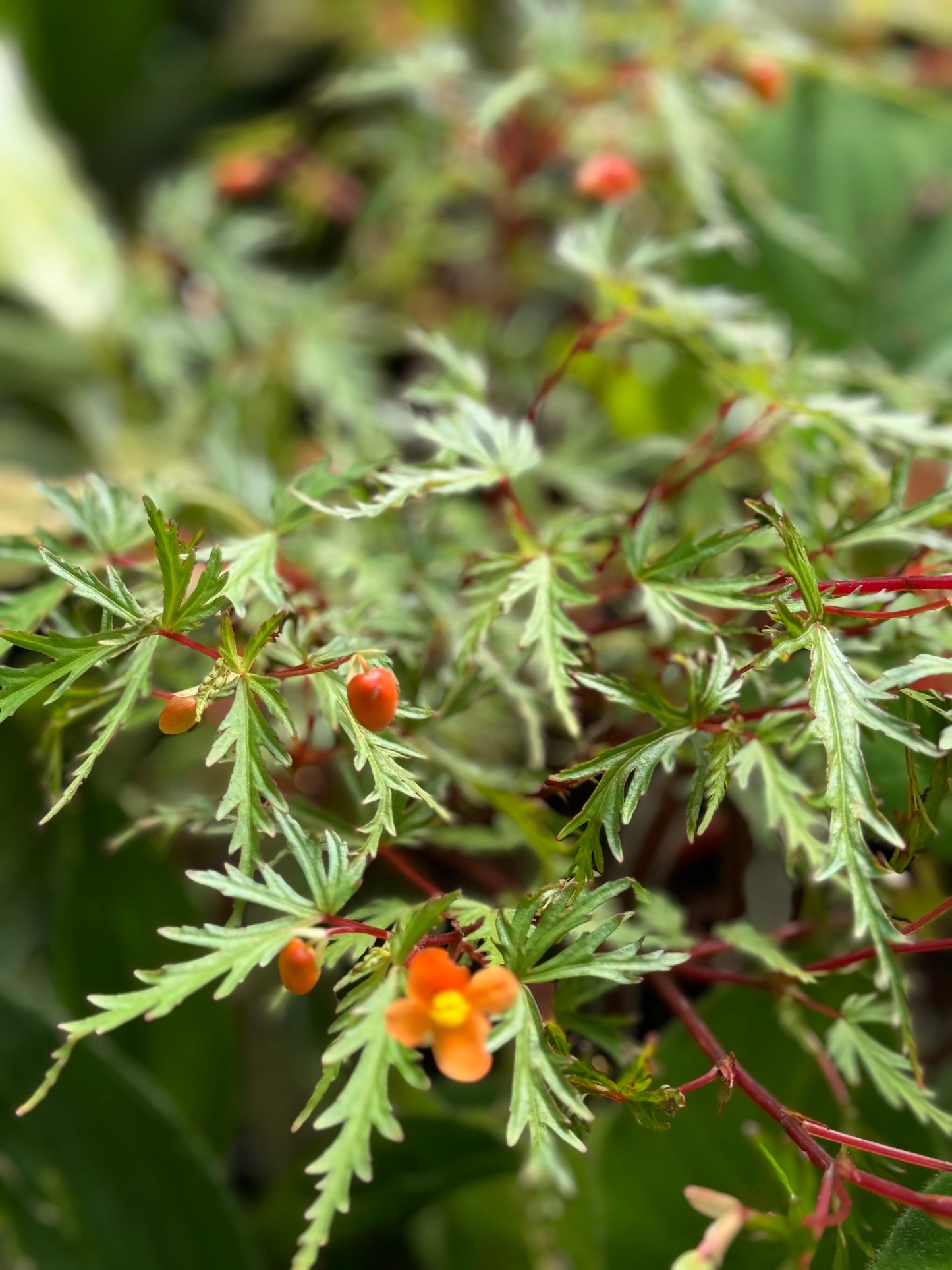 Begonia sutherlandii var. dissecta