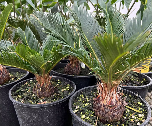 *RETAIL - Cycas revoluta