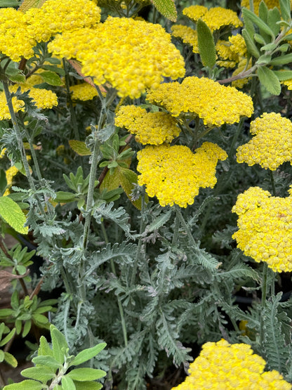 *RETAIL - Achillea 'Moonshine'