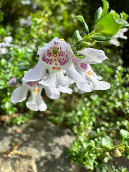 Prostanthera cuneata