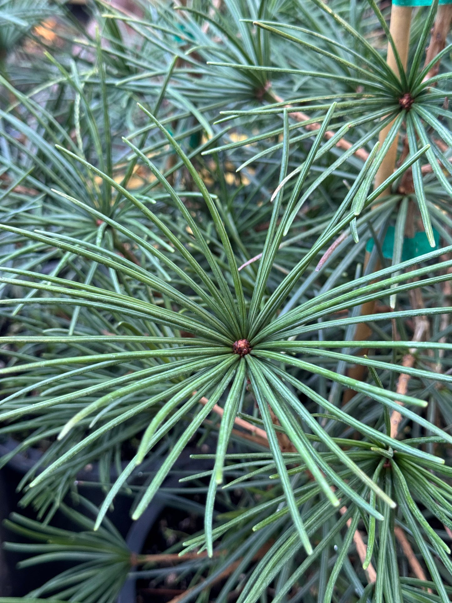 *RETAIL - Sciadopitys verticilliata